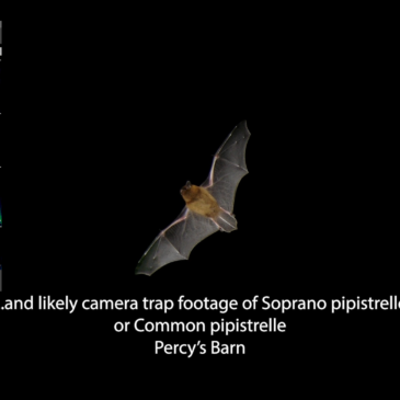 Pipistrelles in Percy’s Barn.