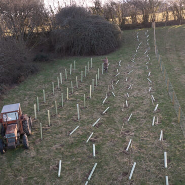 Tree Planting News!